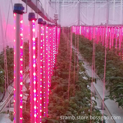 E27/E26 Led grow light 3W